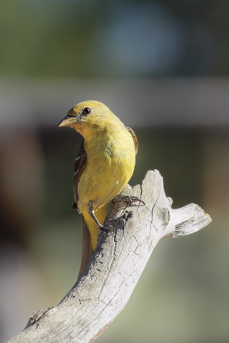 Western Tanager - ML645809196