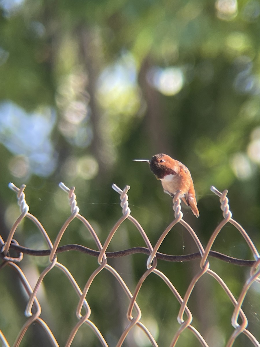 kalypta Allenova - ML645809198