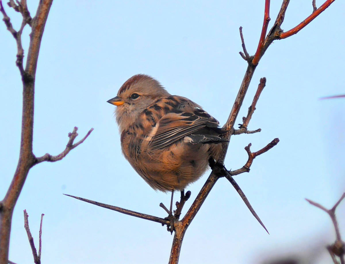 American Tree Sparrow - ML645809201