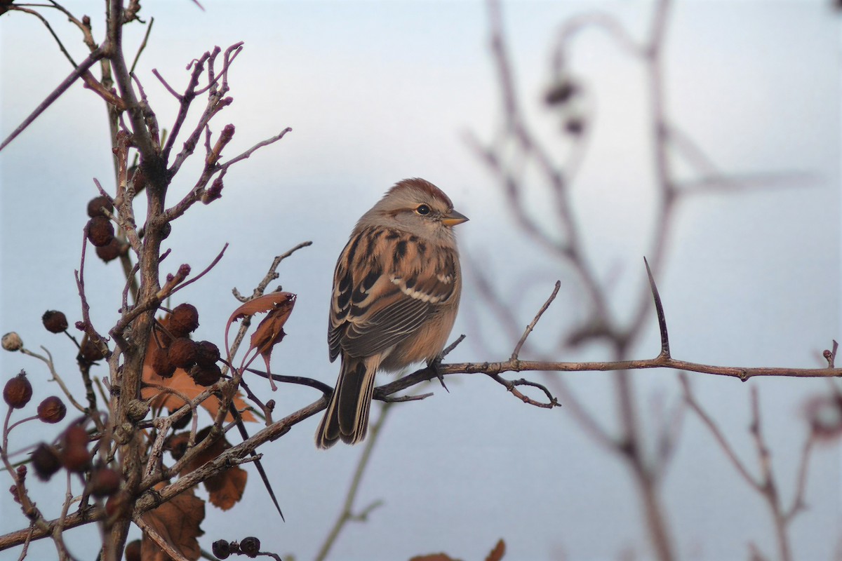 American Tree Sparrow - ML645809206