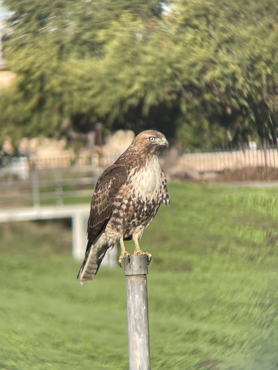 káně rudochvostá - ML645809210