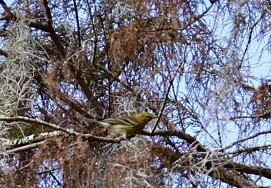 סבכון אורנים - ML645809236