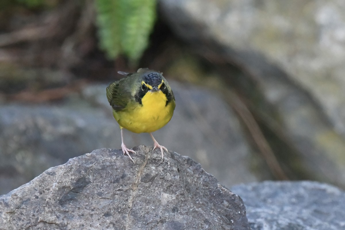 kentuckyparula - ML645809246