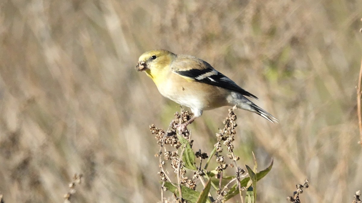 čížek žlutý - ML645809248