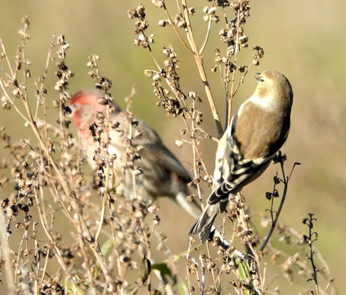 čížek žlutý - ML645809249