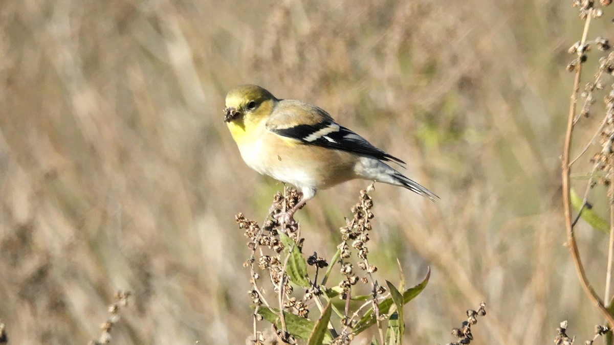 čížek žlutý - ML645809250