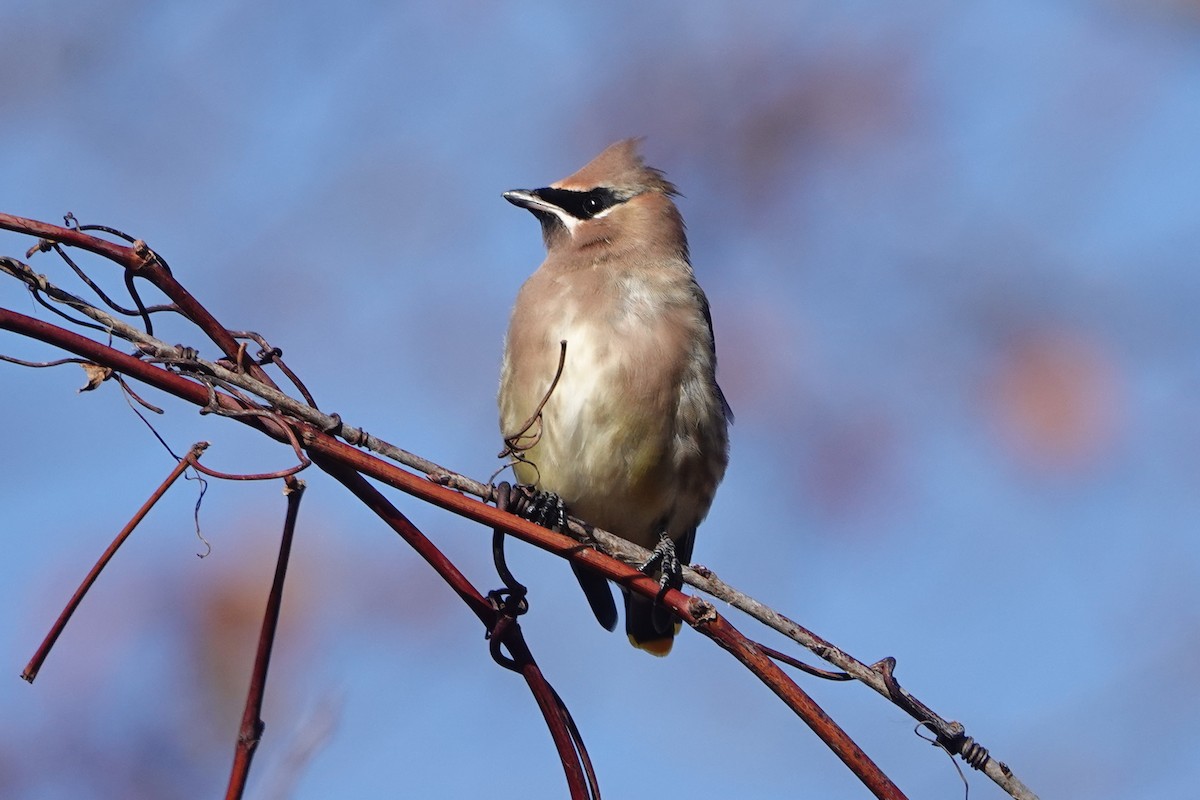 Sedir İpekkuyruğu - ML645809261