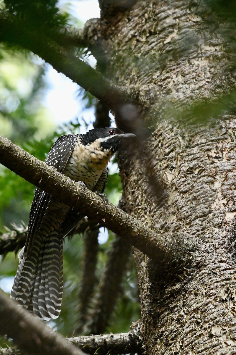 Pacific Koel - ML645809262