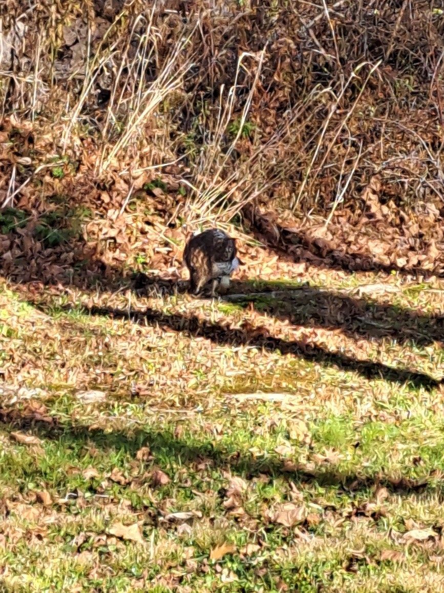 Red-tailed Hawk - ML645809269