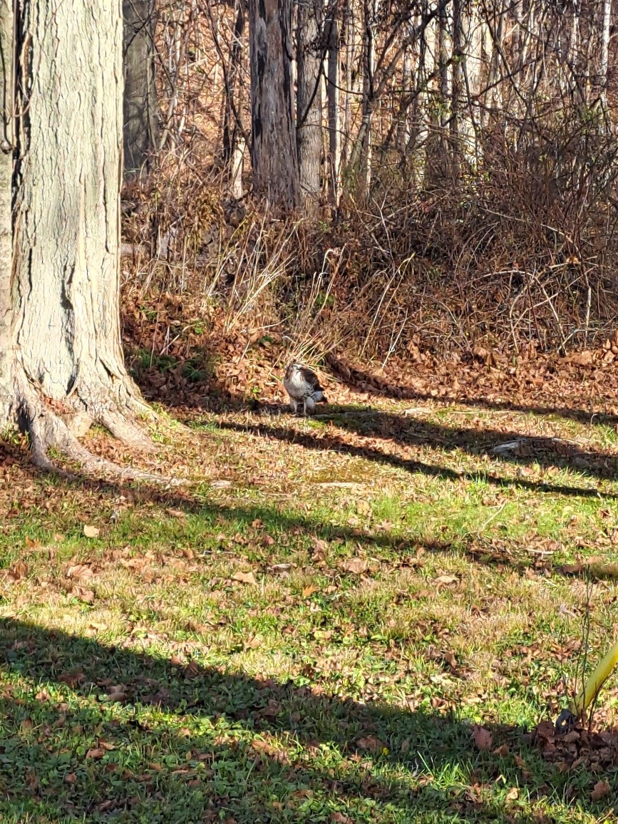 Red-tailed Hawk - ML645809270