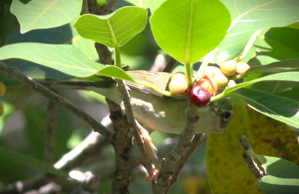 Tennesse Ötleğeni - ML645809273