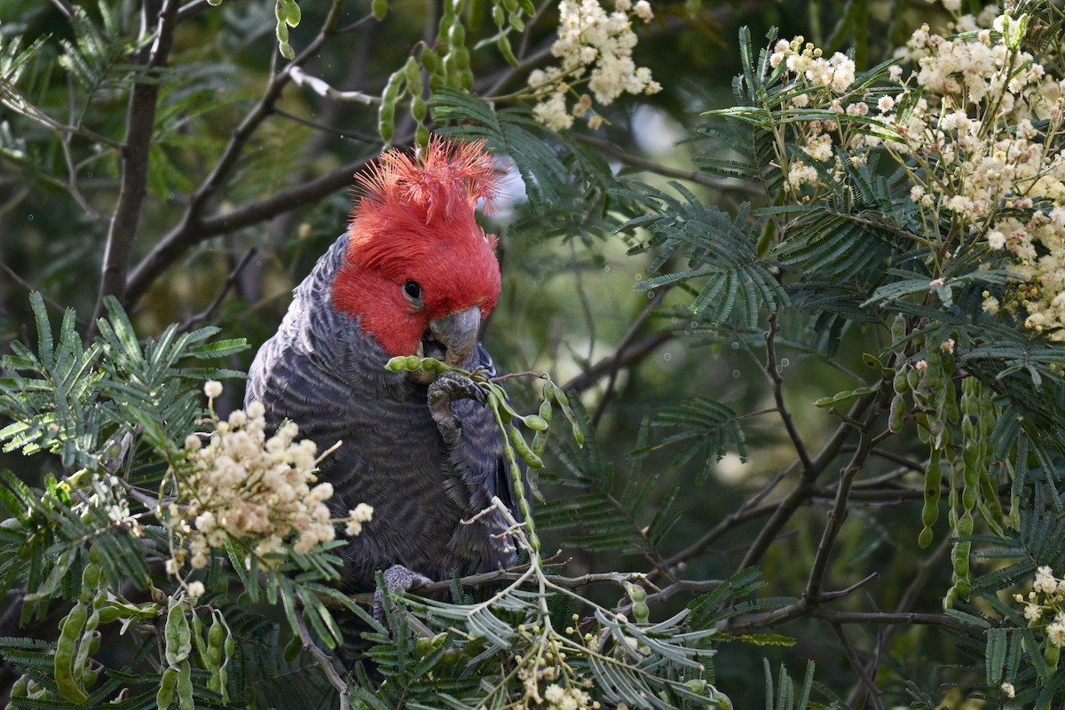 Gang-gang Cockatoo - ML645809282