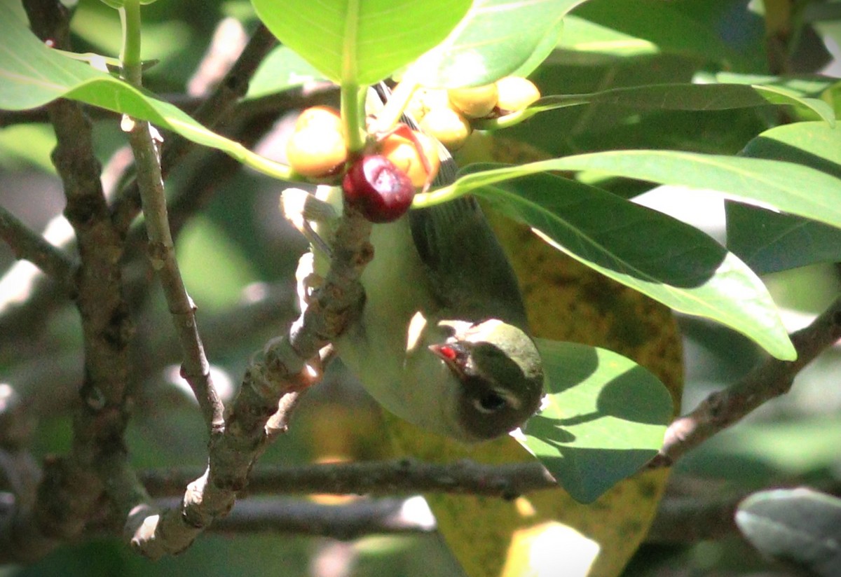 Tennesse Ötleğeni - ML645809285