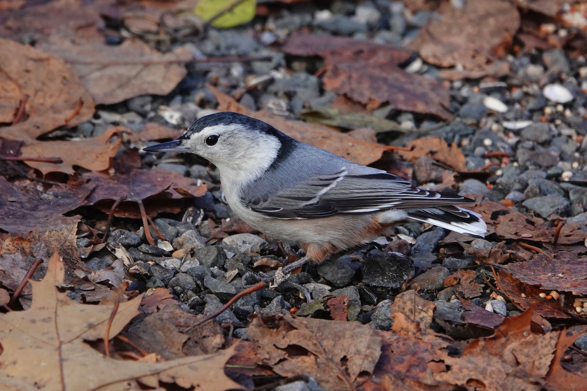 Sittelle à poitrine blanche - ML645809314