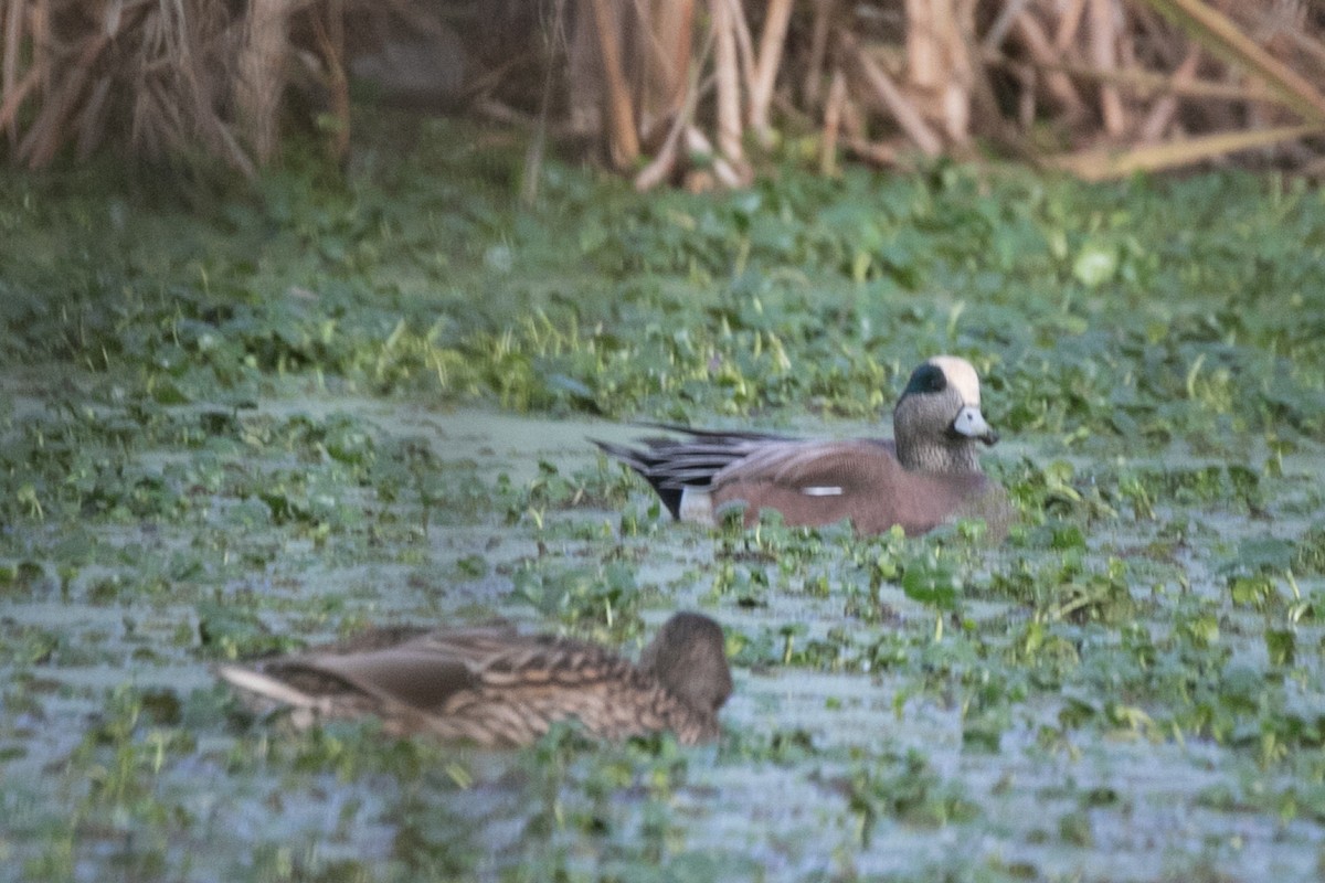 American Wigeon - ML645809319