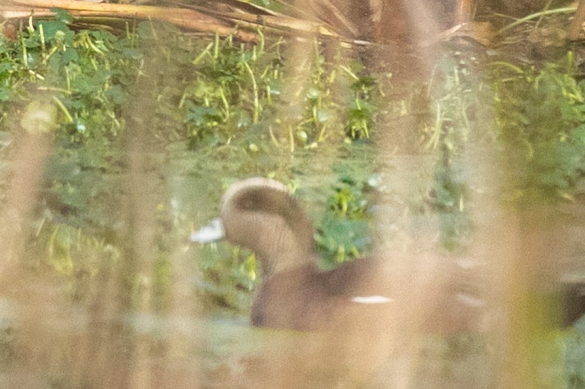American Wigeon - ML645809321