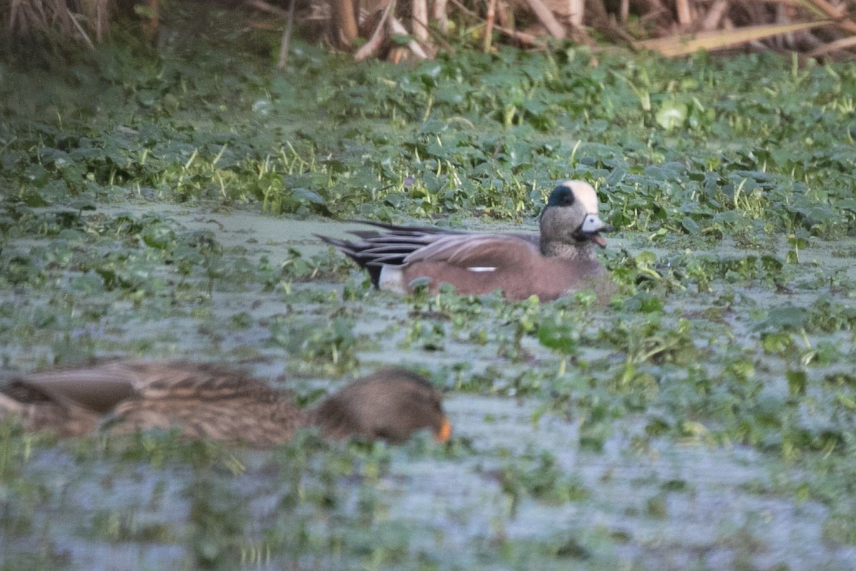 American Wigeon - ML645809322