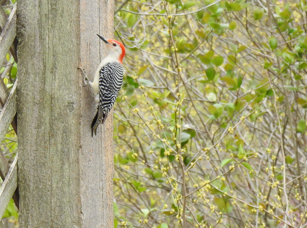 Red-bellied Woodpecker - ML645809327