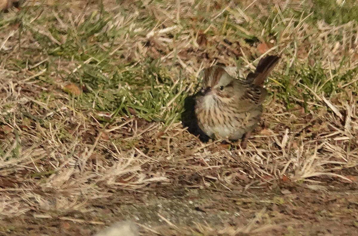 strnadec pruhohlavý - ML645809328