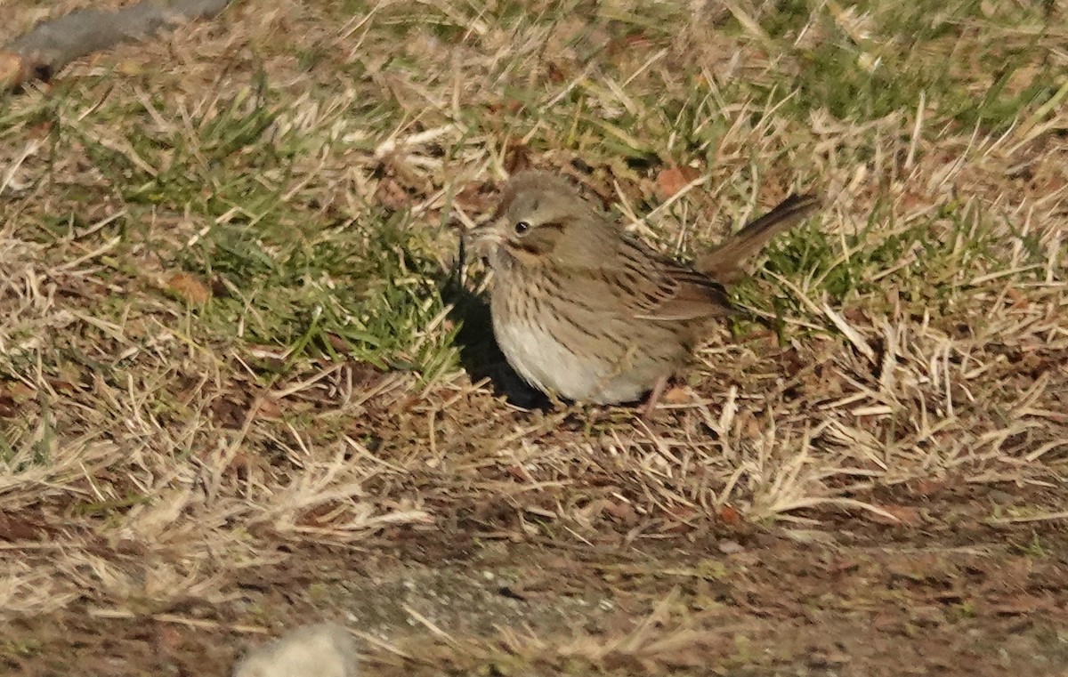 strnadec pruhohlavý - ML645809329