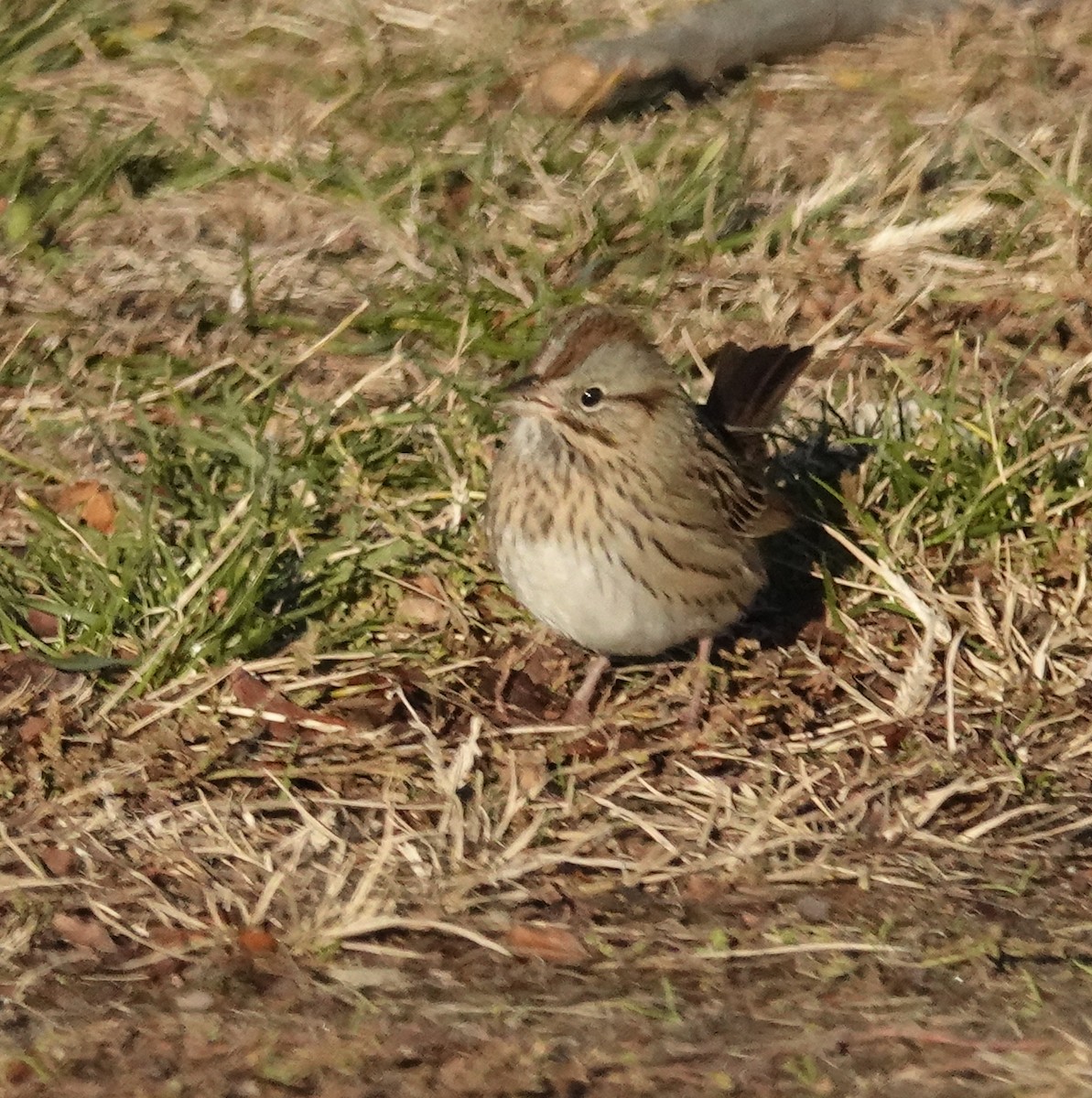 strnadec pruhohlavý - ML645809330