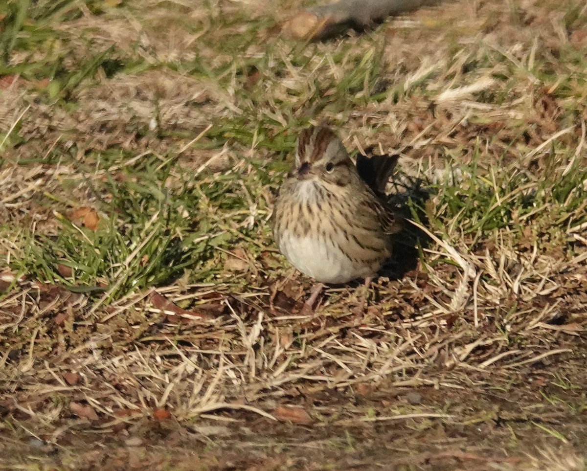 strnadec pruhohlavý - ML645809331