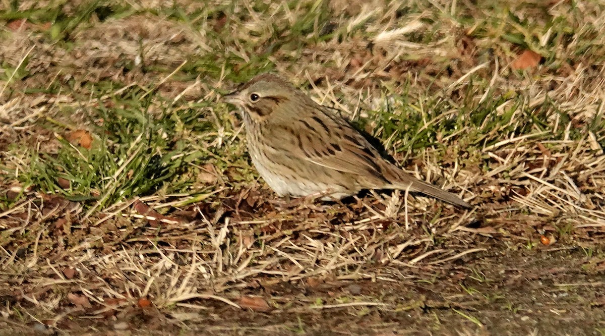 strnadec pruhohlavý - ML645809332