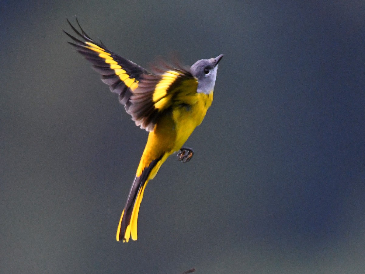Gray-chinned Minivet - ML645809343