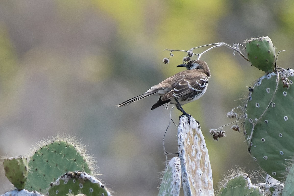 Moqueur de Floreana - ML645809344