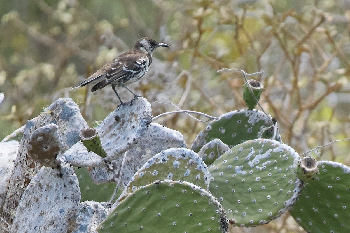 Moqueur de Floreana - ML645809345