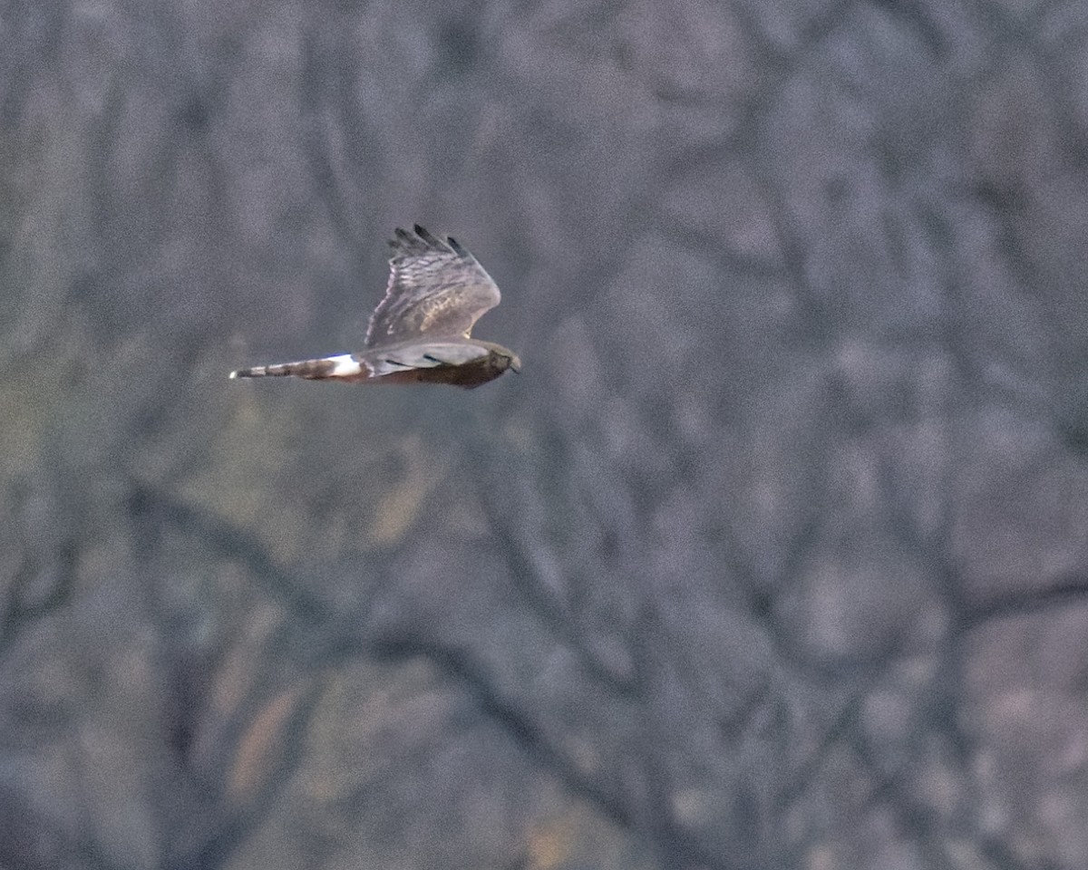 Northern Harrier - ML645809348