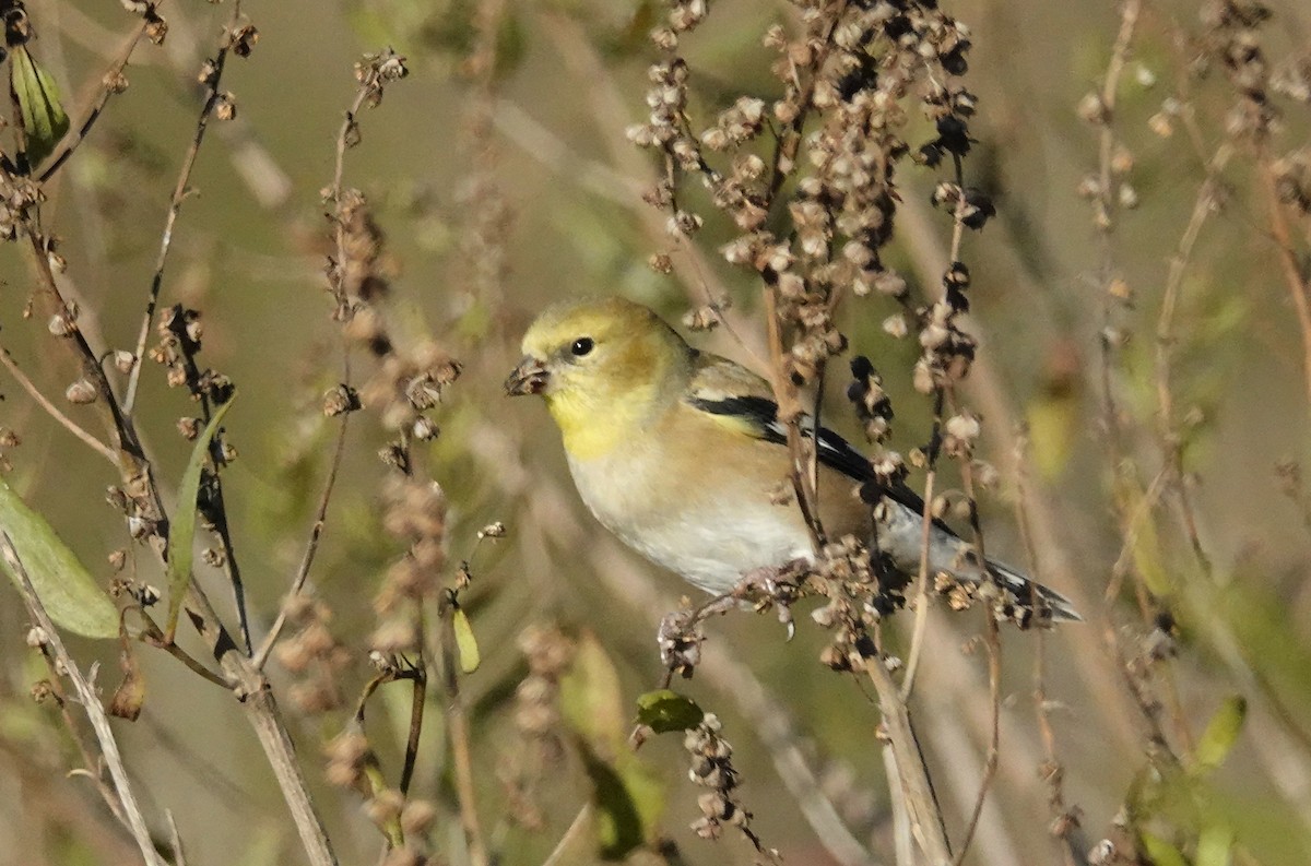 čížek žlutý - ML645809349