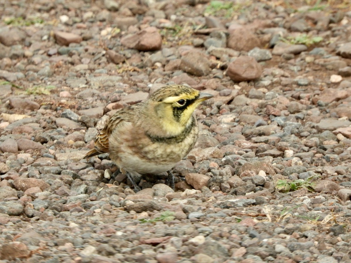 Alondra Cornuda - ML645809350