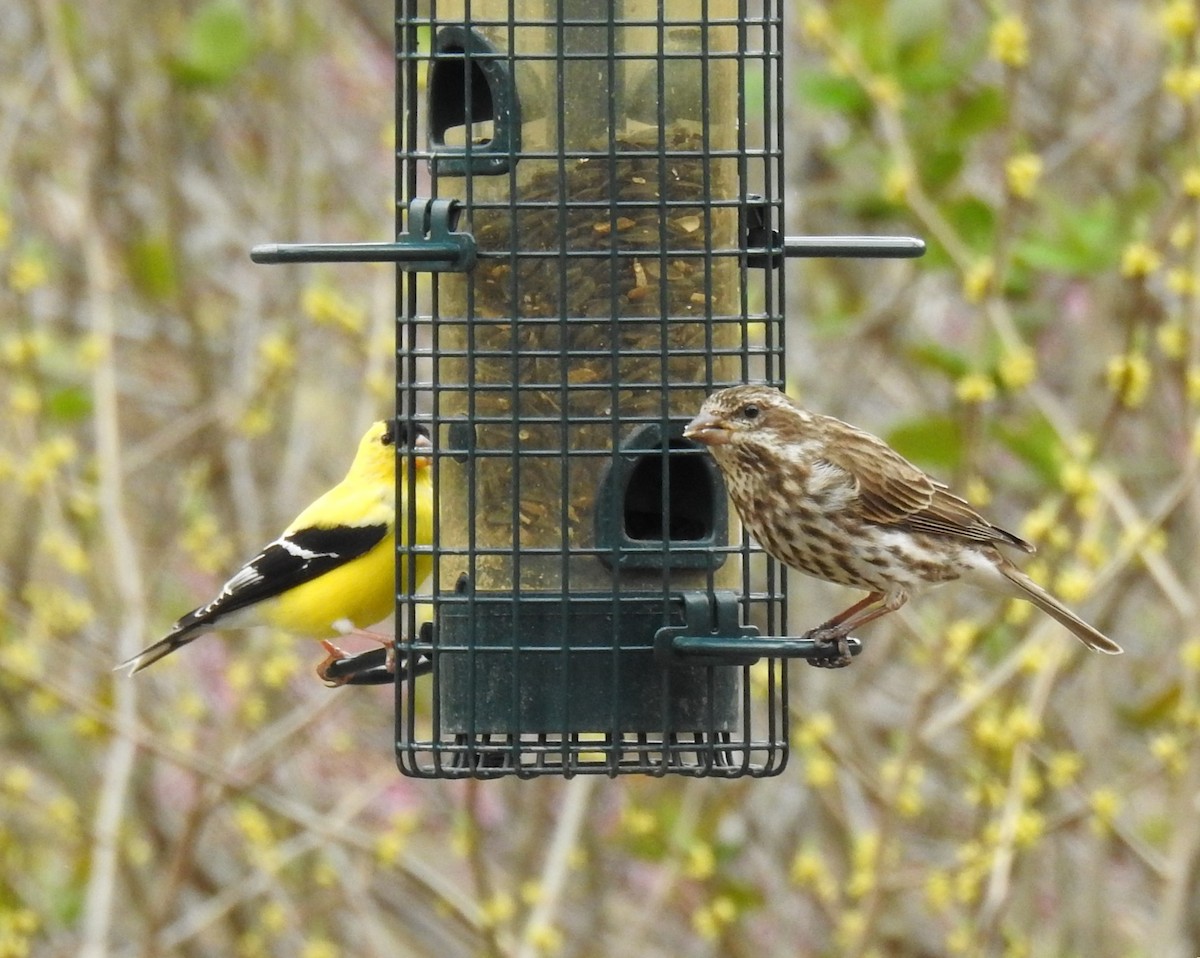 čížek žlutý - ML645809351