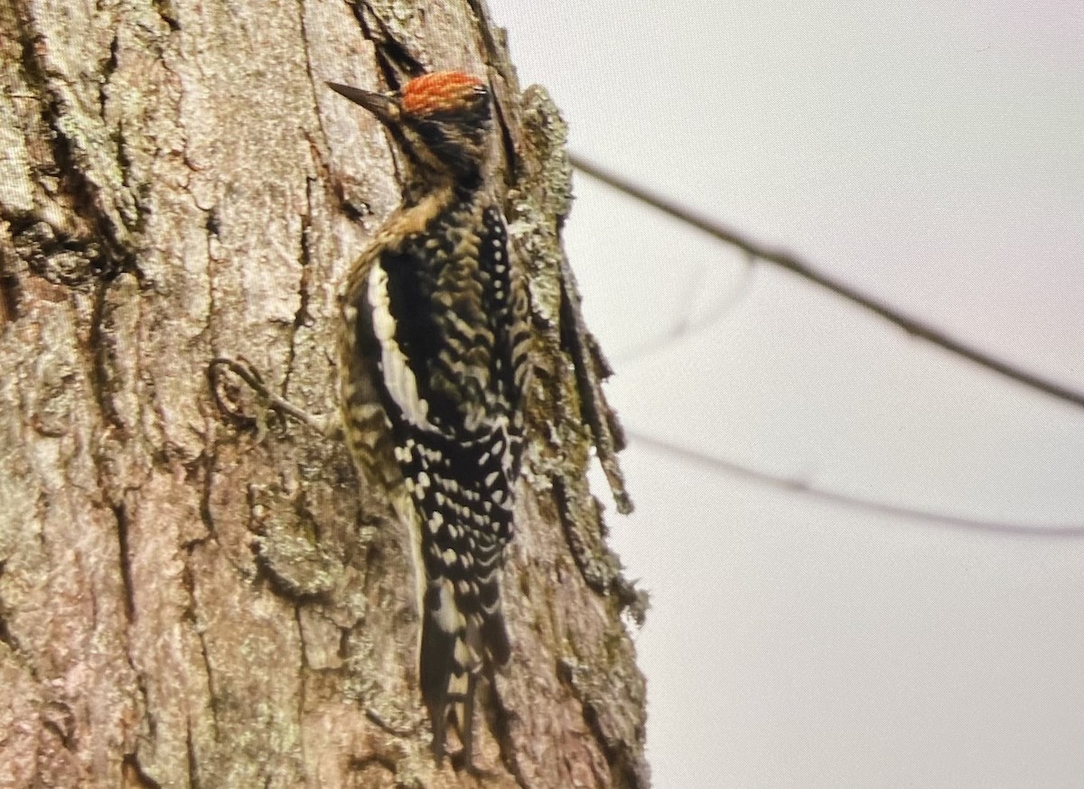 datel rudohrdlý - ML645809352