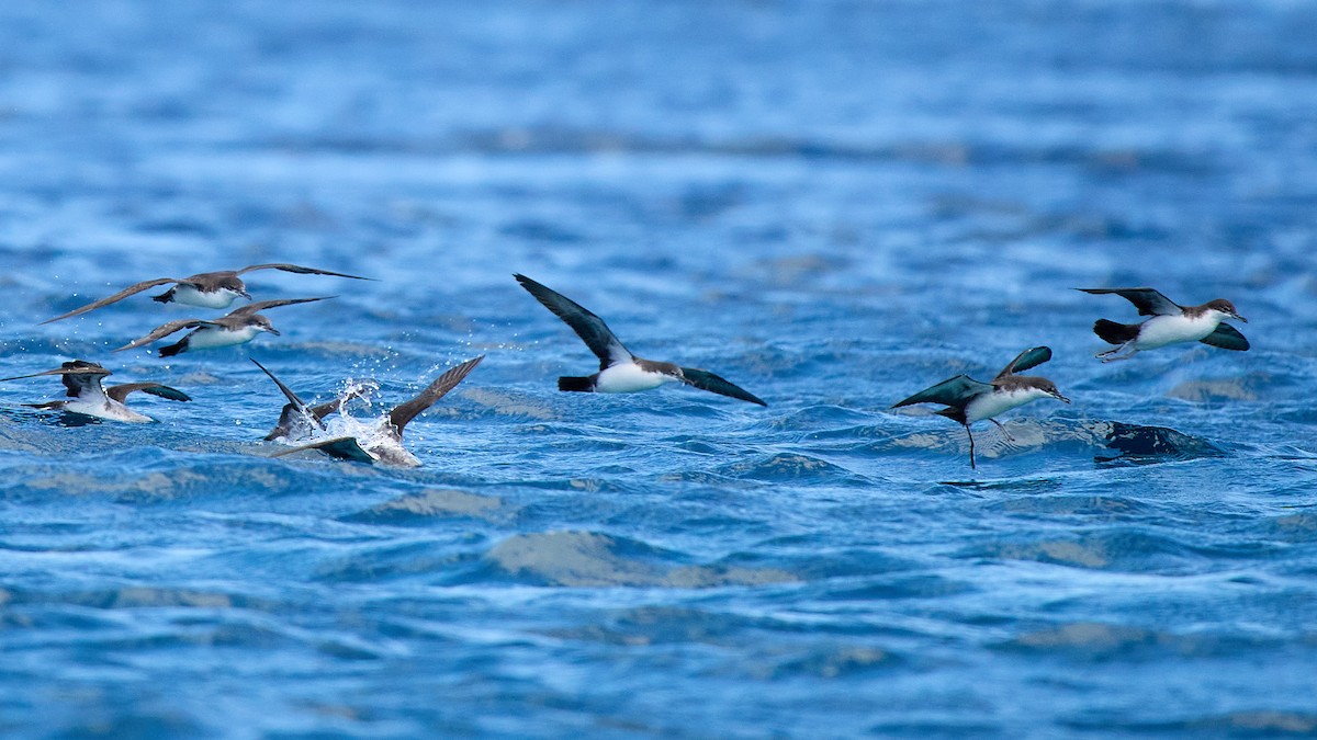 galapagoslire - ML645809355