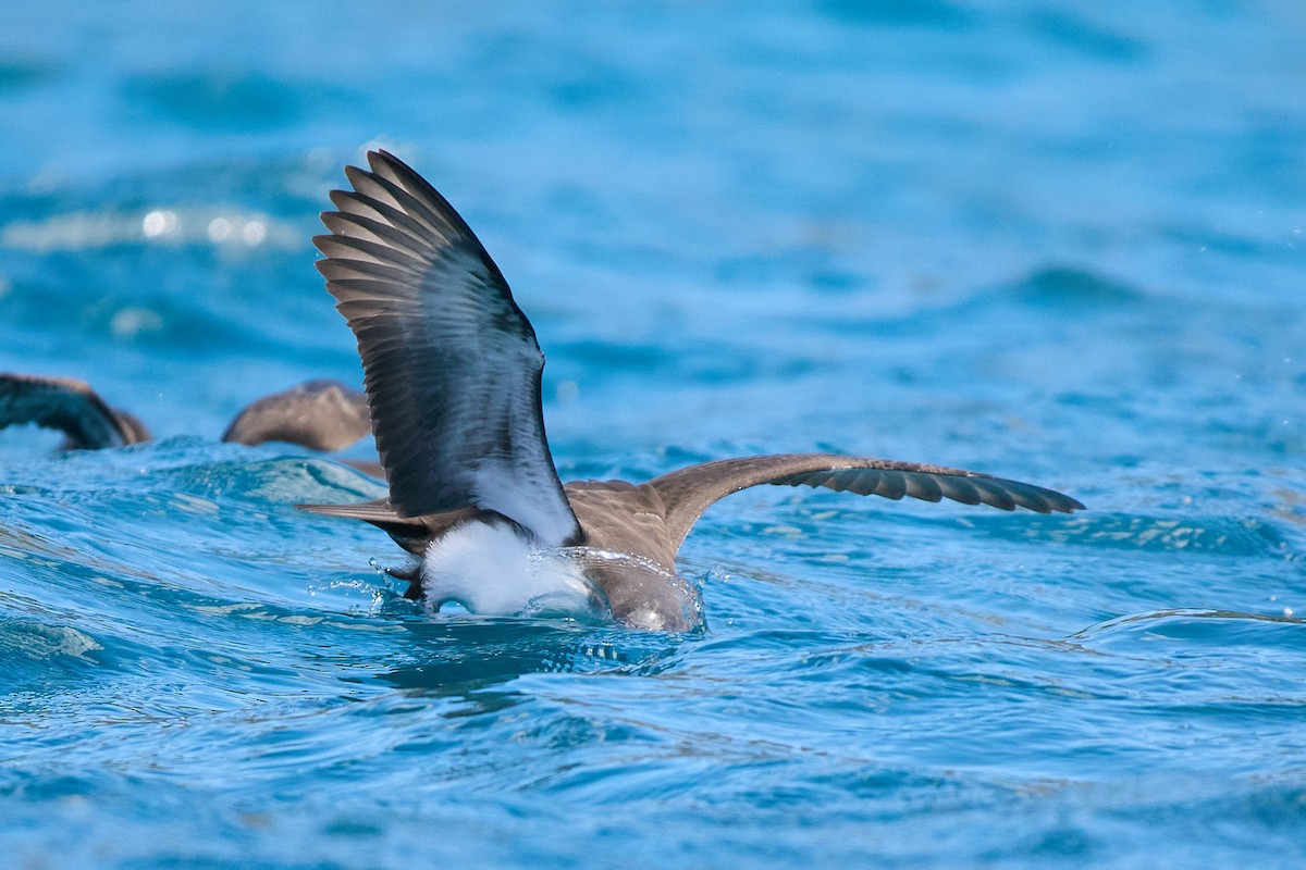 galapagoslire - ML645809356