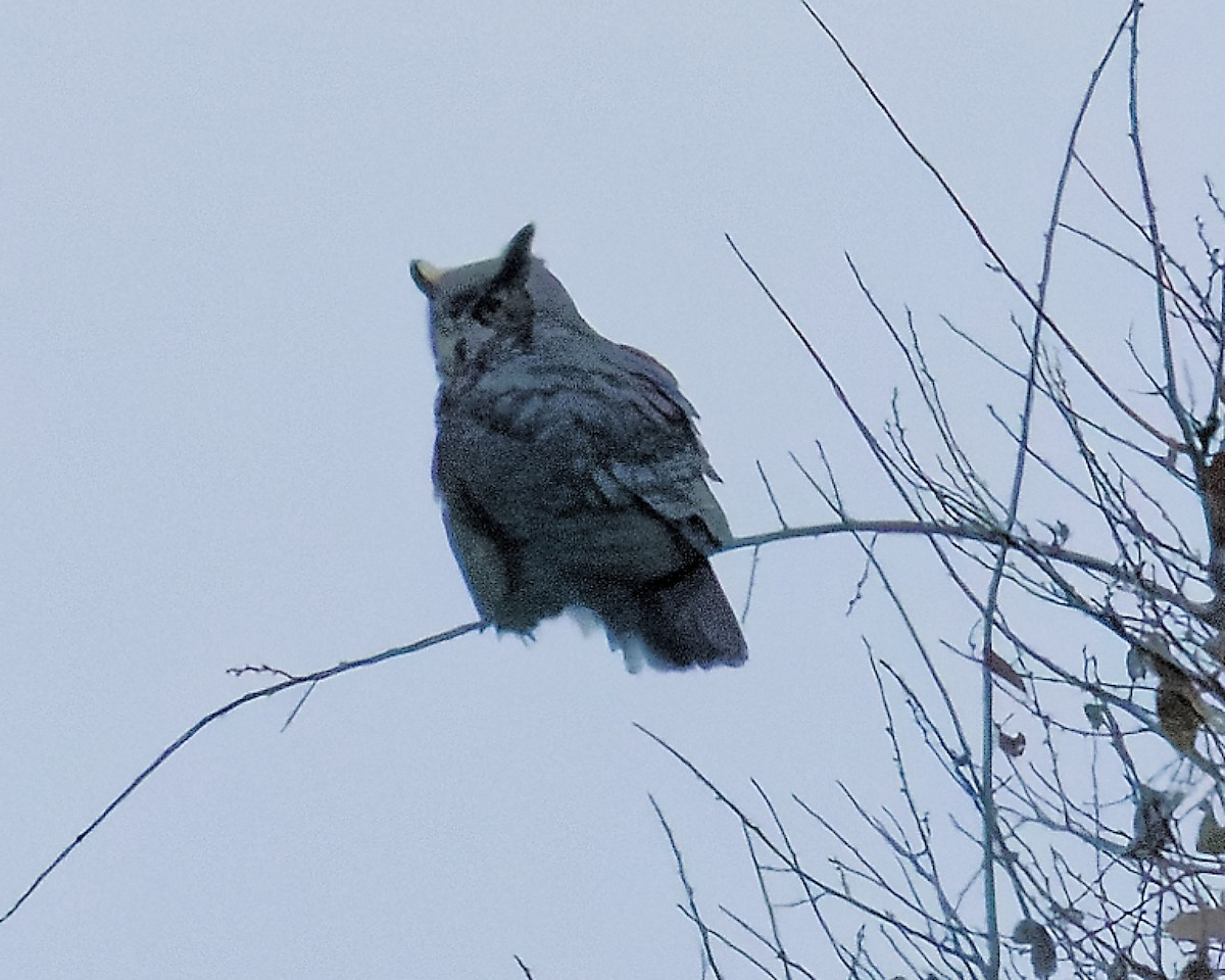 Great Horned Owl - ML645809357