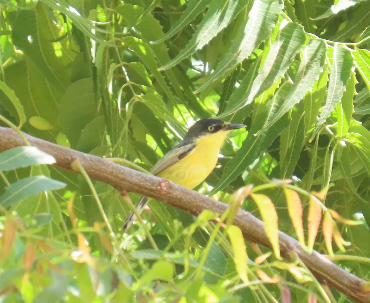 Common Tody-Flycatcher - ML645809358