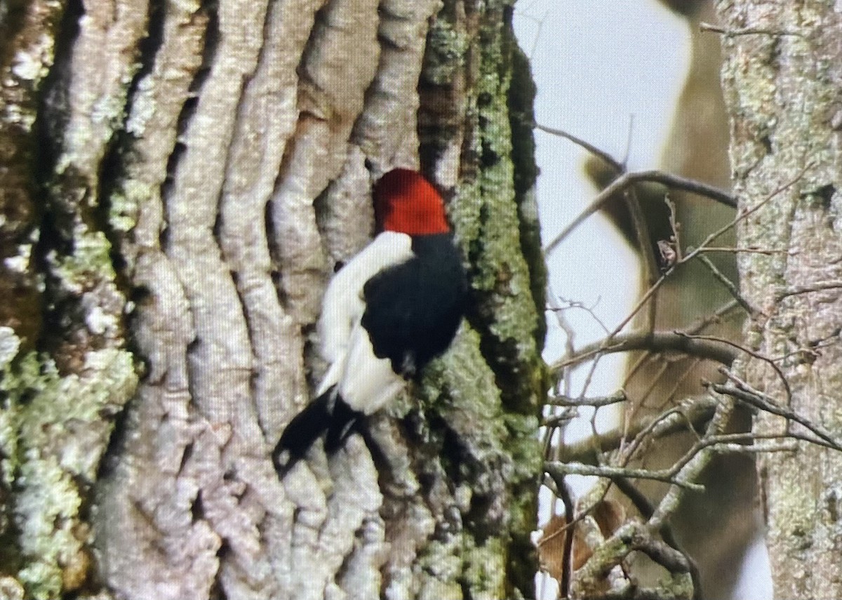 datel červenohlavý - ML645809359