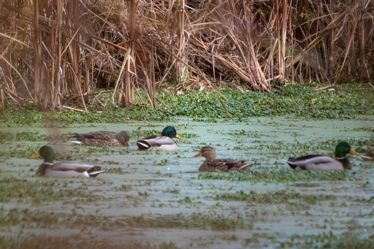 Mallard - ML645809362