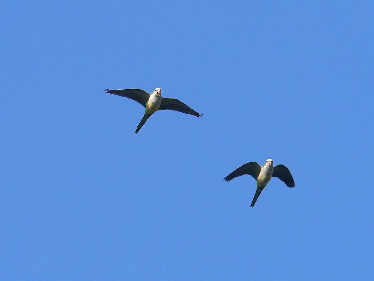 Papagai bulargrisa - ML645809363