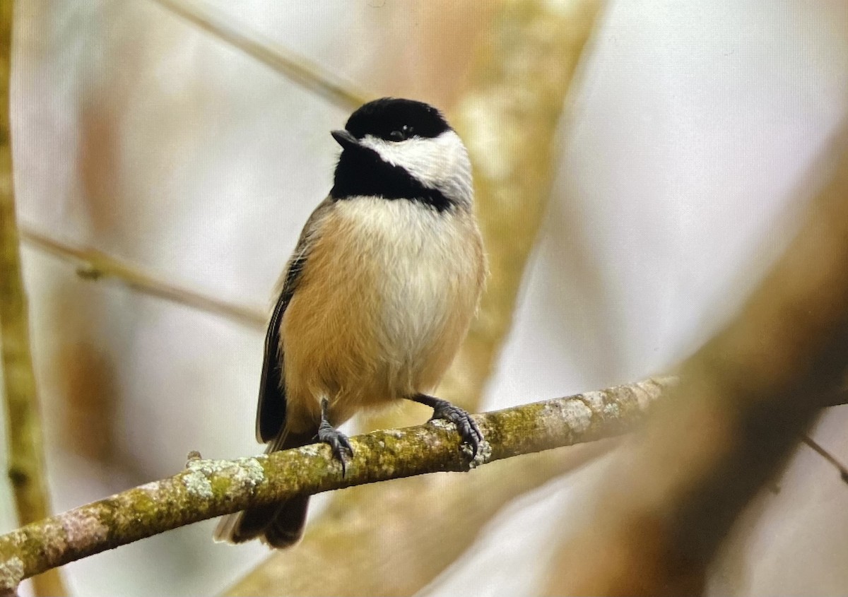 sýkora karolínská - ML645809371