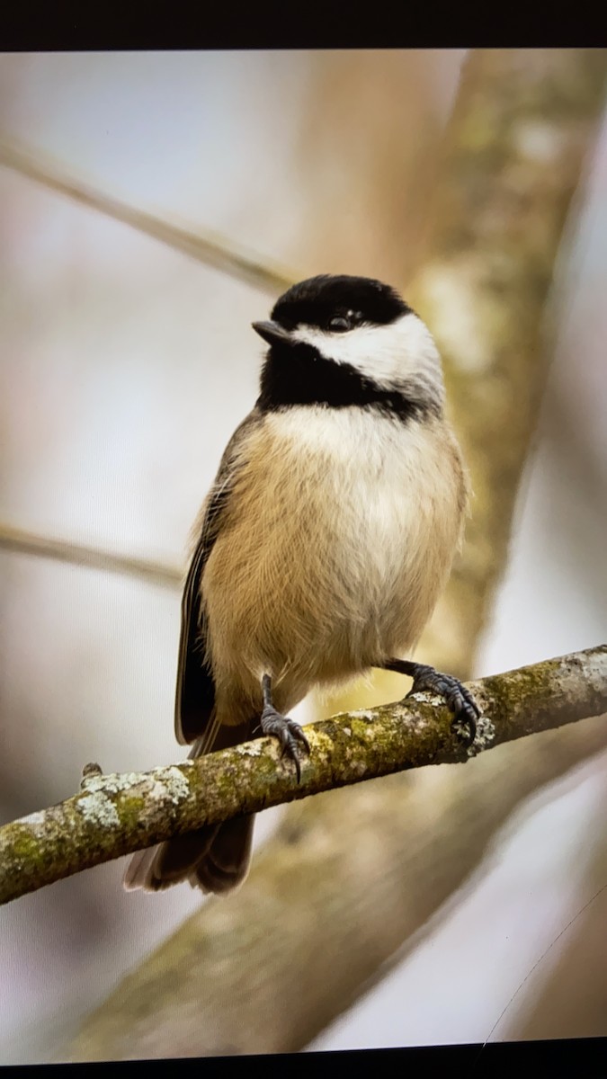 sýkora karolínská - ML645809372