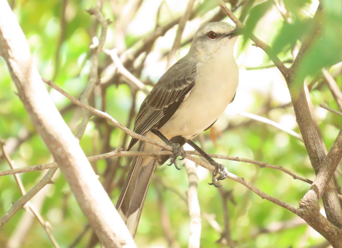 Tropical Mockingbird - ML645809382