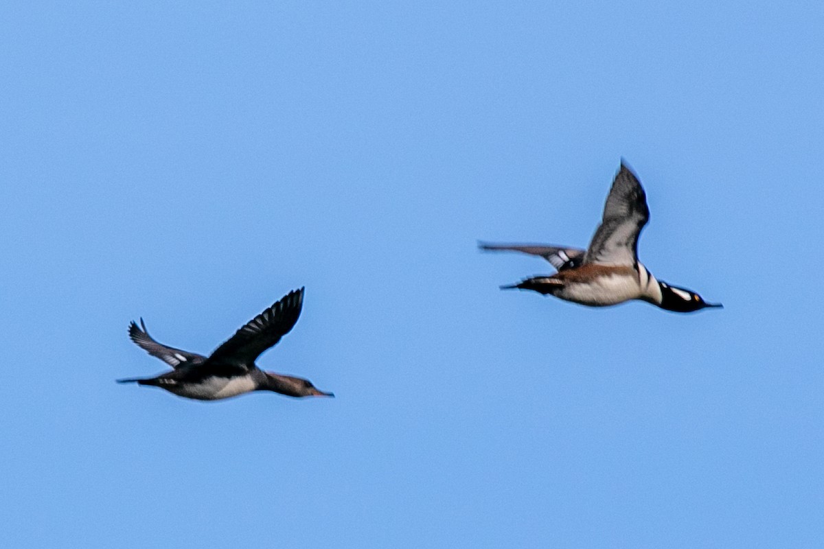 Hooded Merganser - ML645809383