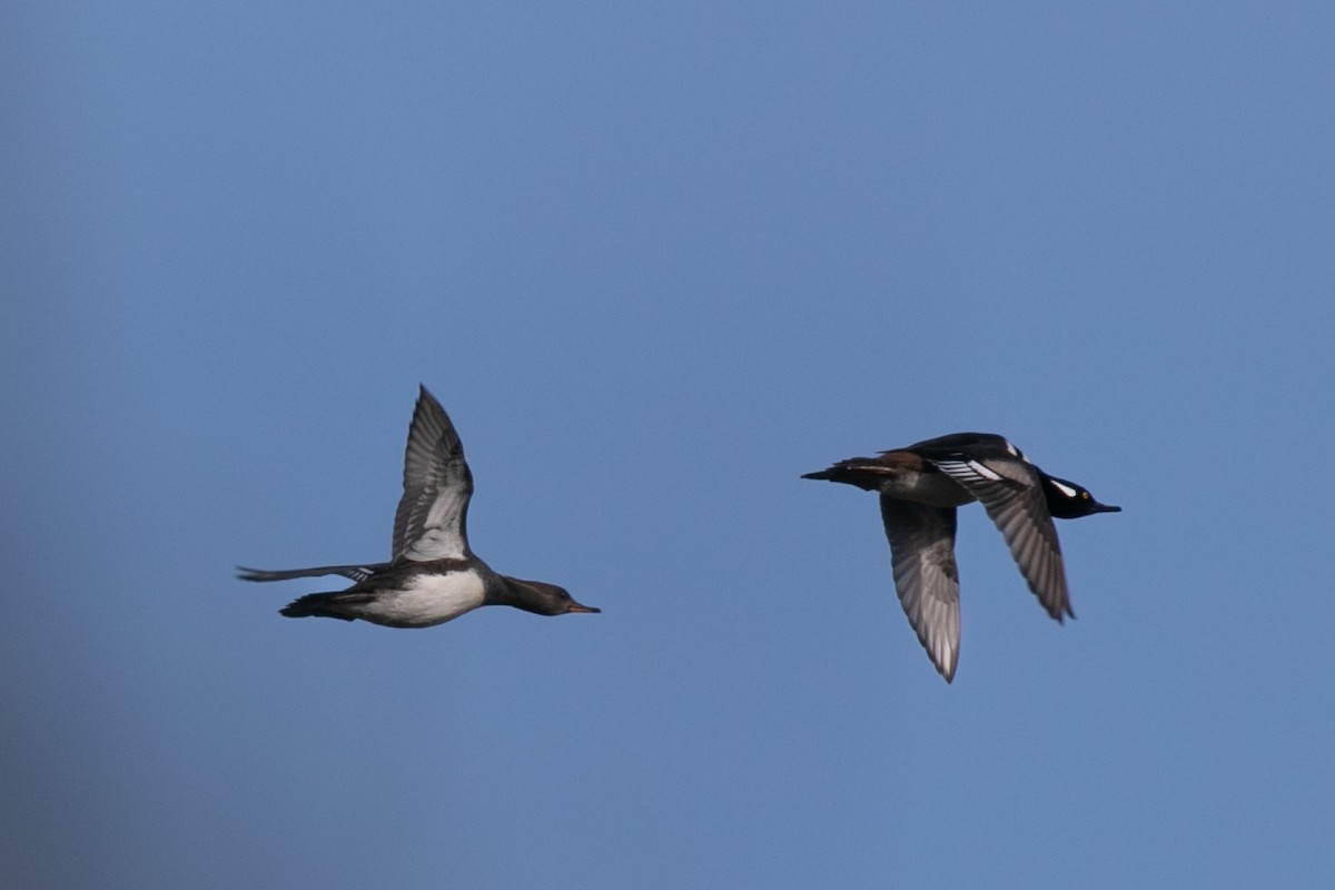 Hooded Merganser - ML645809384