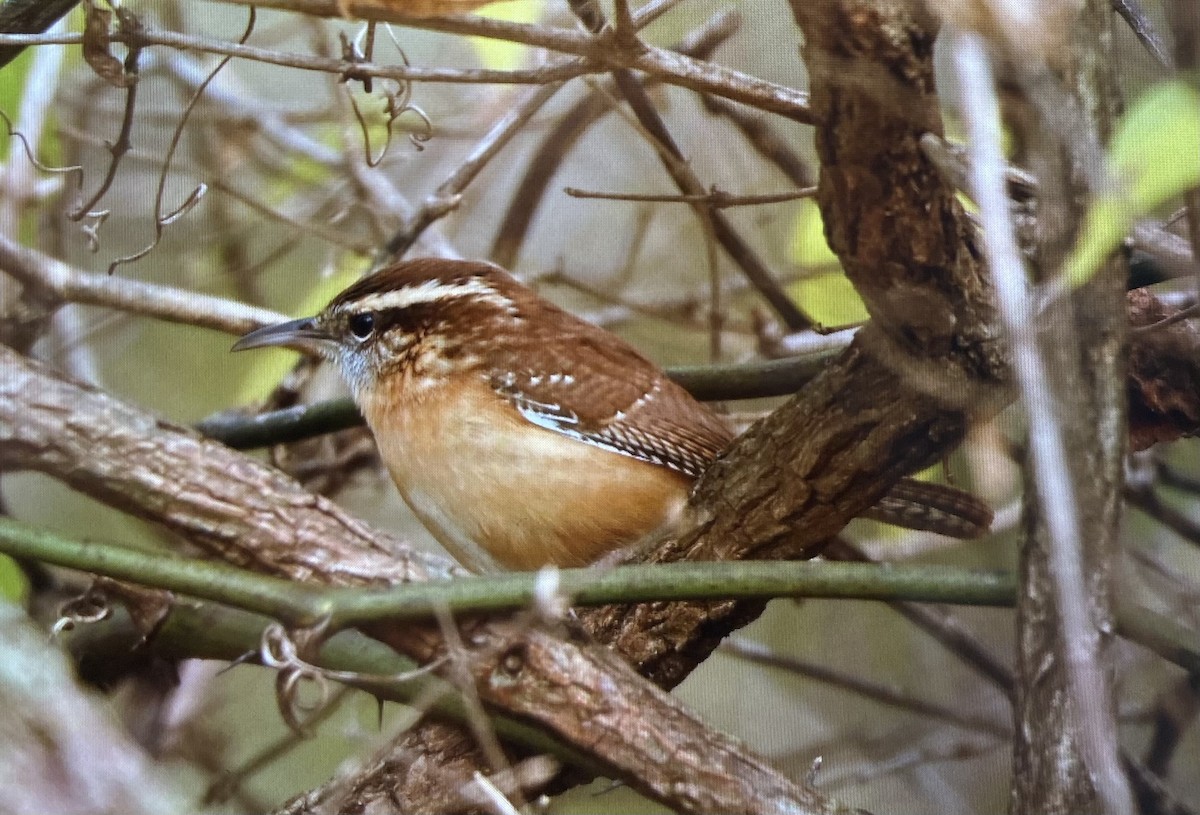 střízlík karolínský - ML645809385