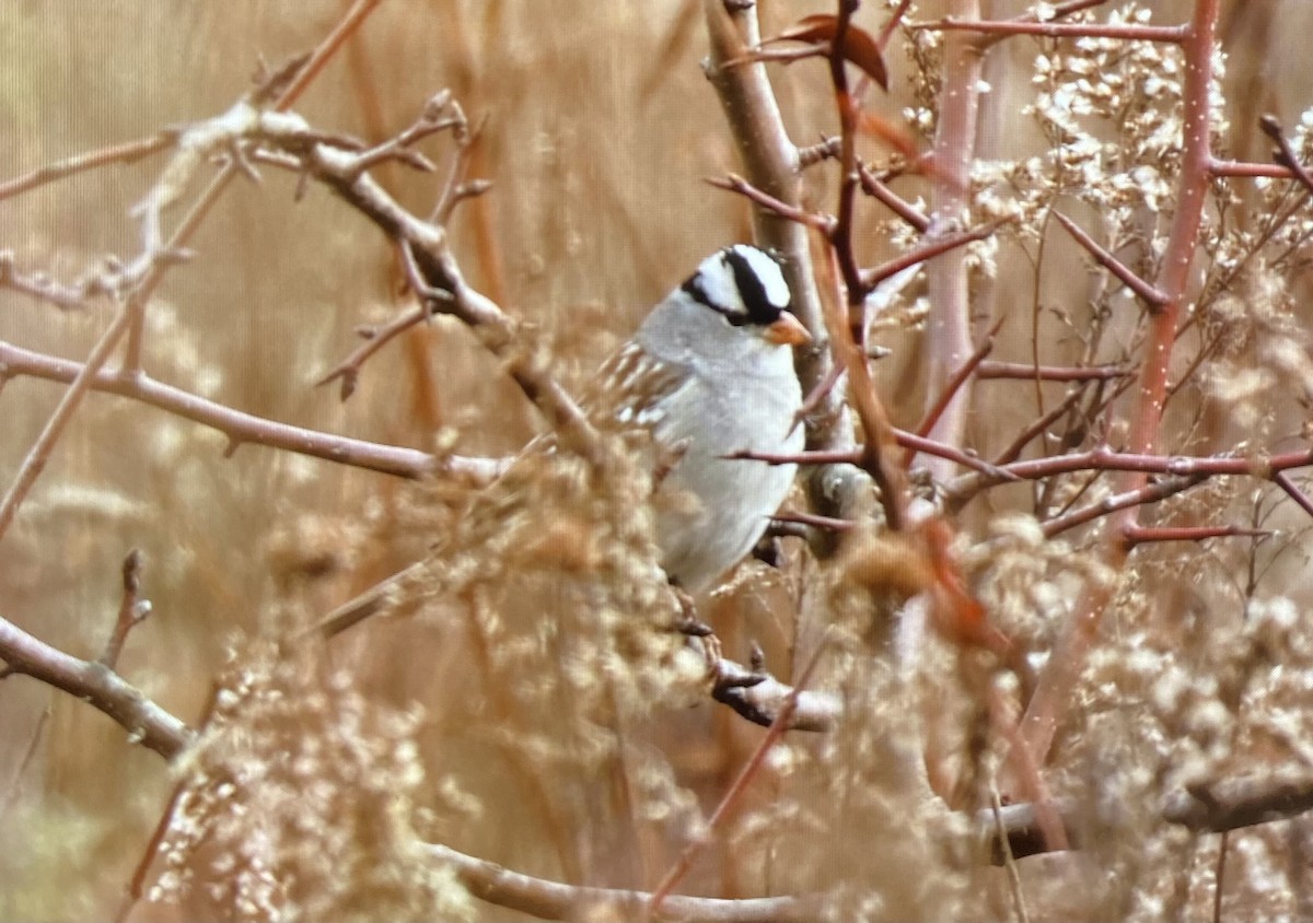 strnadec bělopásý - ML645809389