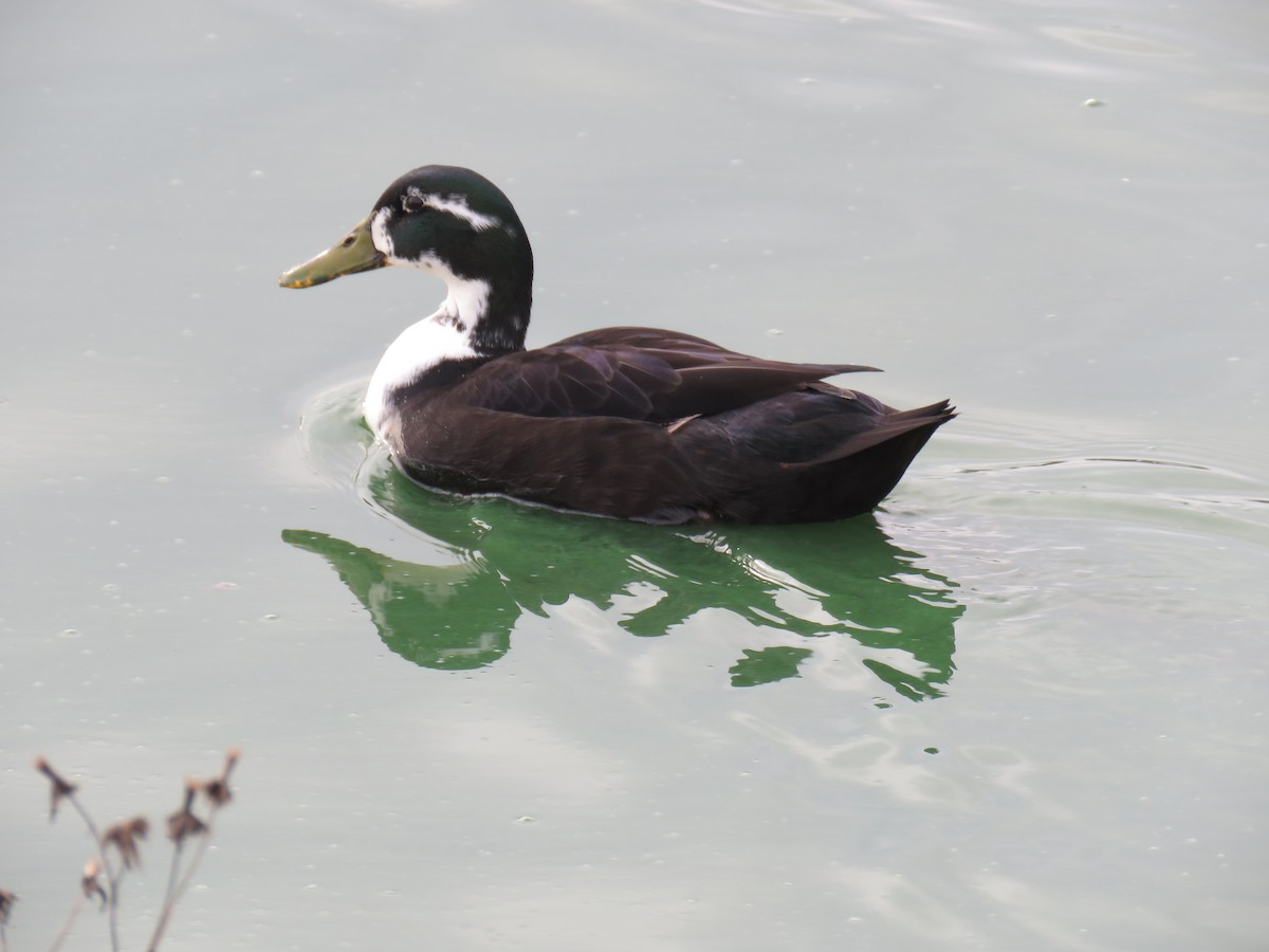 Yeşilbaş (evcil tip) - ML645809391